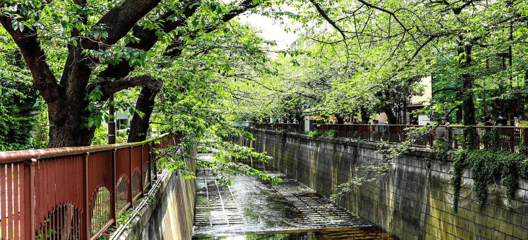 A quiet, tree-lined canal path near the clinic in spring